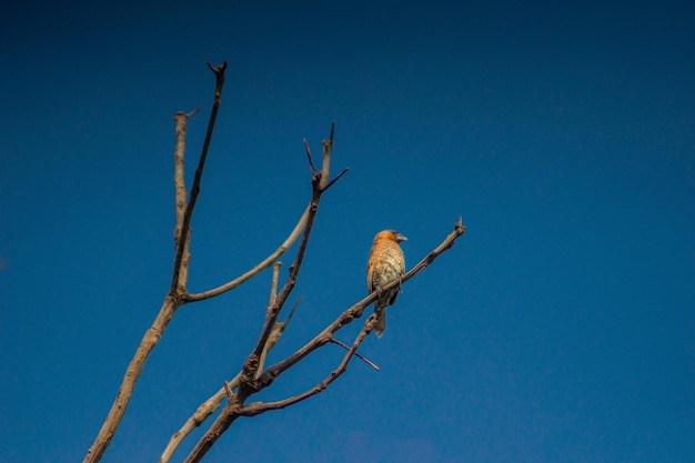 Pájaro en la rama de un árbol seco con cielo azul