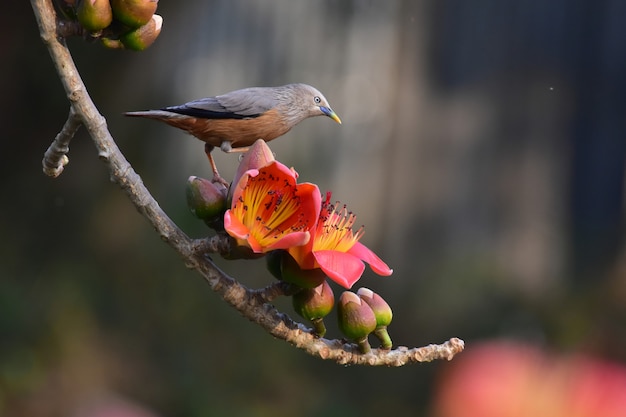 Pájaro en una rama de árbol