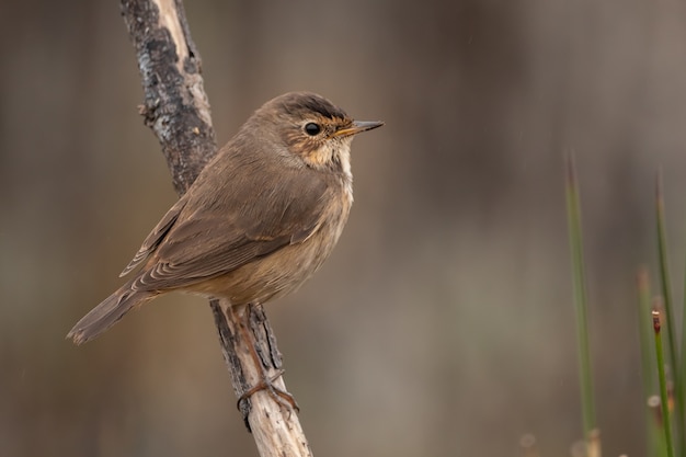 pájaro en rama durante el día