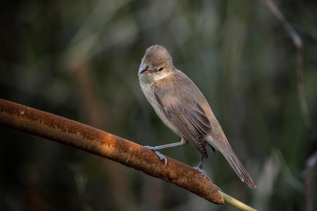 Un pájaro en una rama con un fondo borroso