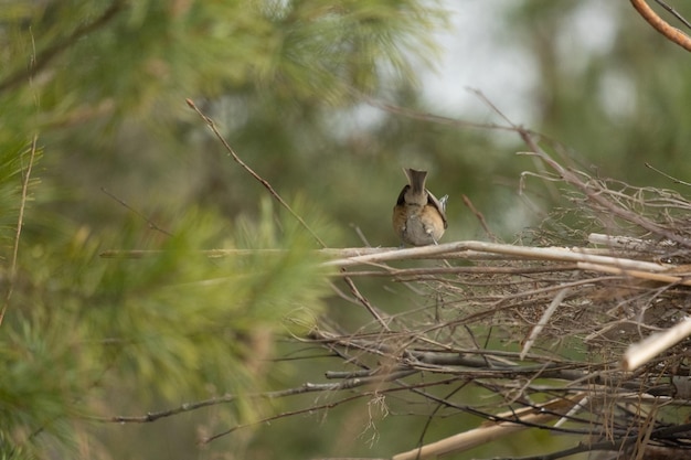 Pájaro en la rama. Hermoso pájaro parus o carbonero en la rama de un árbol, en invierno esperando la primavera. Pájaro cantor en el hábitat natural.