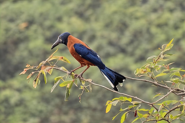 pájaro en una rama de un pájaro corvado de pecho arbolado corvus coranus ruphalus también como el negro