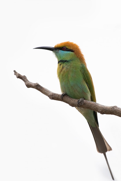 Pájaro en una rama