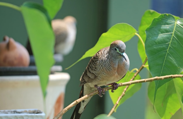 Pájaro en la rama