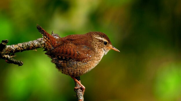 un pájaro en una rama