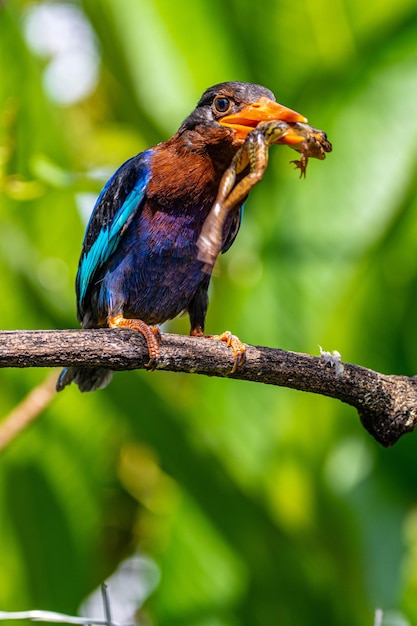 Foto un pájaro con una rana en el pico