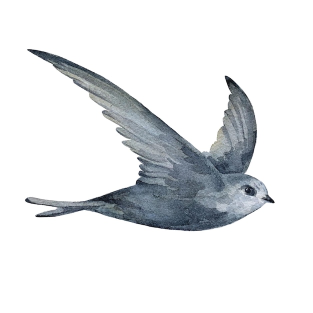 Pájaro rápido volando aislado sobre un fondo blanco Ilustración de acuarela dibujada a mano