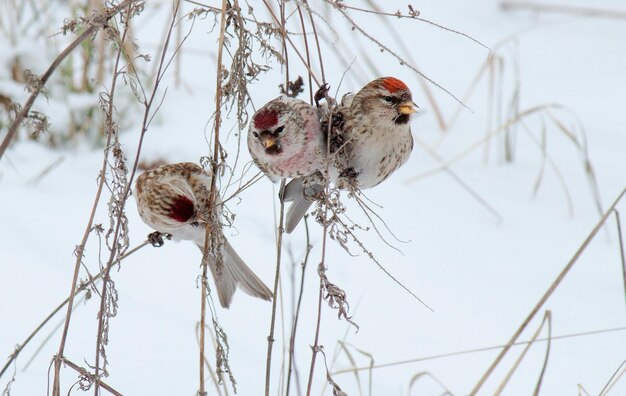 El pájaro Redpoll se alimenta de semillas de malezas en invierno