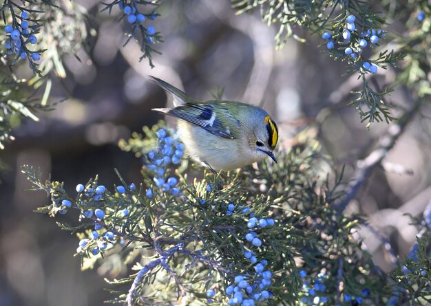 Foto pájaro reyezuelo en la naturaleza