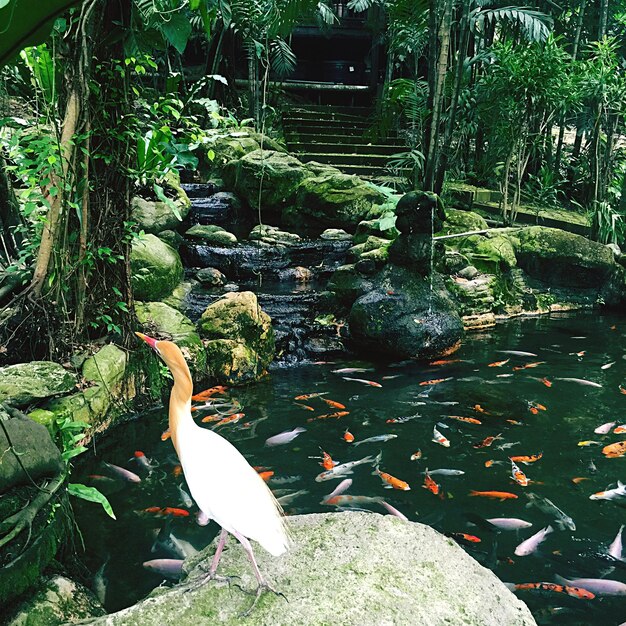 Foto pájaro en la roca junto a las carpas koi que nadan en el estanque