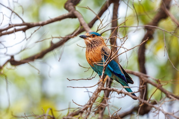 Pájaro rodillo indio en un árbol de cerca