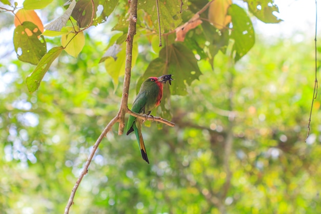 Pájaro rojo barba posarse en el árbol