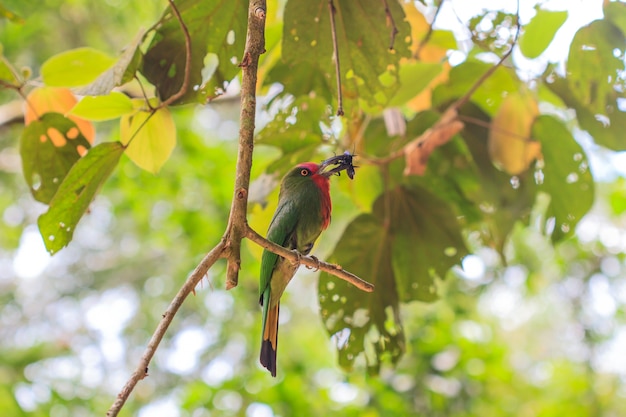 Pájaro rojo barba posarse en el árbol