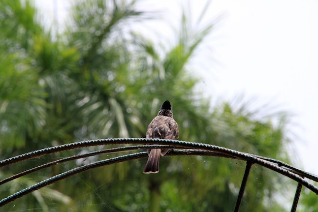 Pájaro rojo de Bulbul ventilado