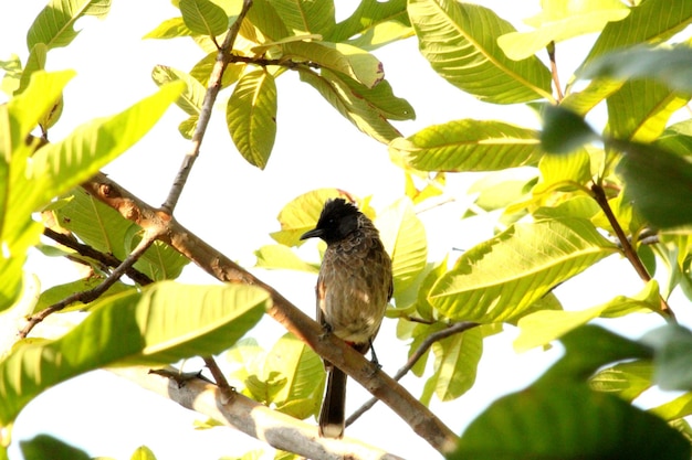 Pájaro rojo de Bulbul ventilado