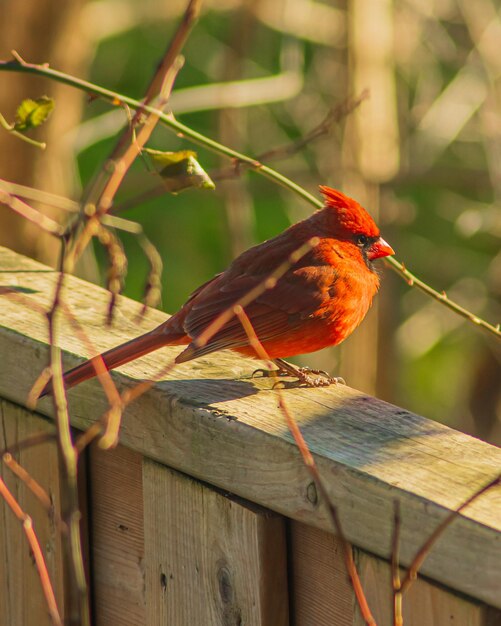 Foto un pájaro rojo con un ojo negro