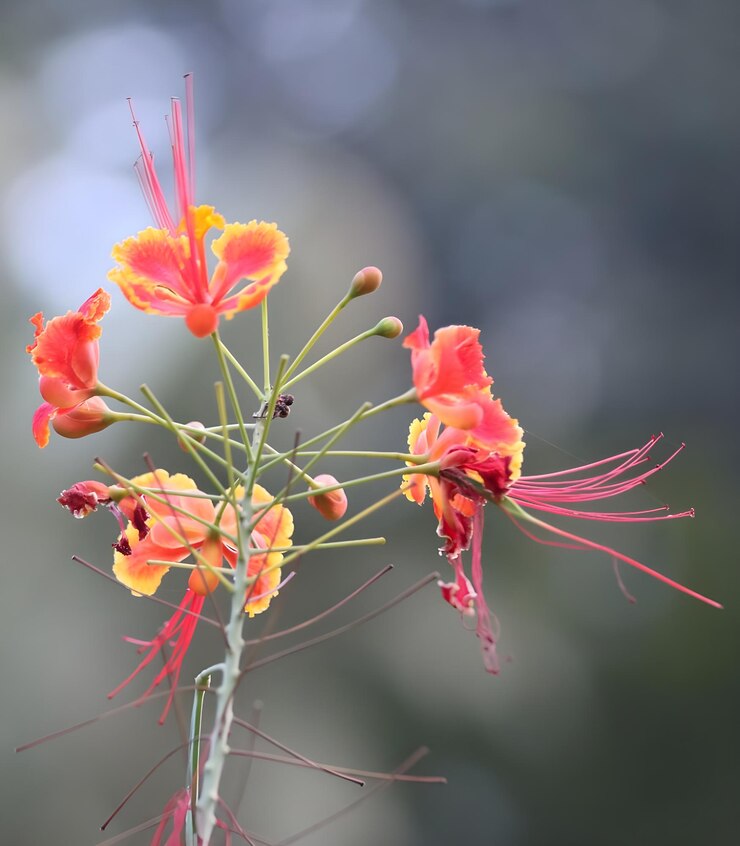 El pájaro rojo del paraíso o la flor de pavo real Caesalpinia pulcherrima poinciana