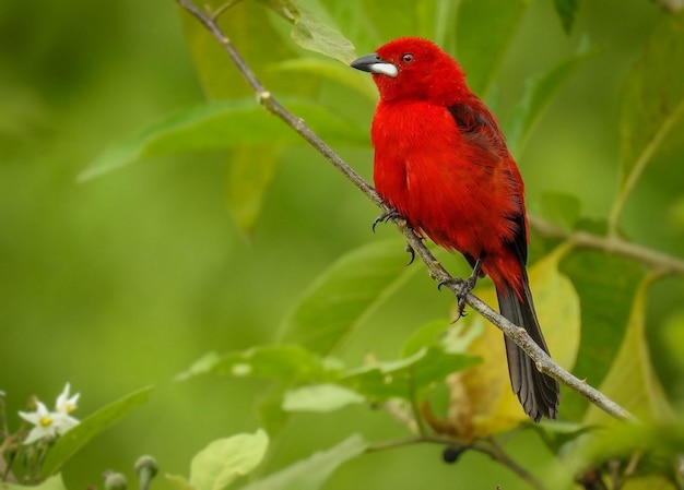 pájaro rojo sentado en una rama