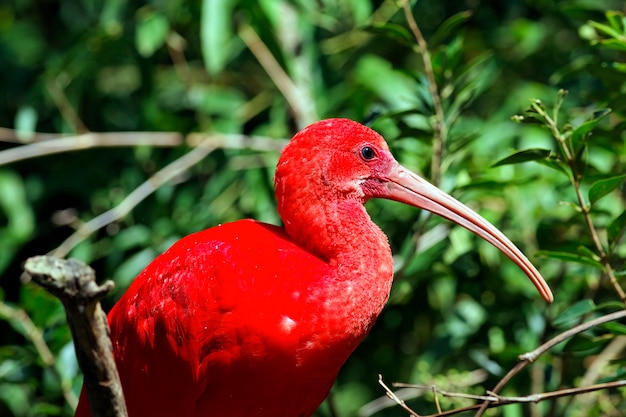 Foto pajaro rojo