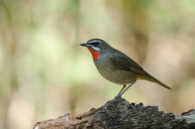 Pájaro de Rubythroat siberiano (luscinia Sibilans)