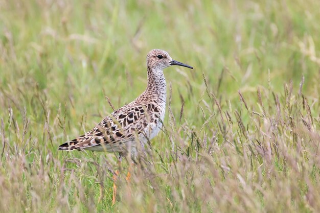 Pájaro Ruff en pastizales (Philomachus pugnax) Ave zancuda Ruff