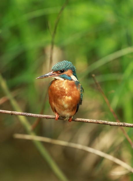 un pájaro en el safari zoológico