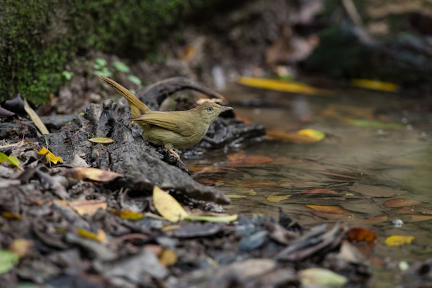 El pájaro salvaje está bebiendo y nadando en la jungla