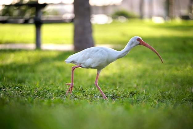 Pájaro salvaje ibis blanco también conocido como gran garceta o garza caminando sobre la hierba en el parque de la ciudad en verano