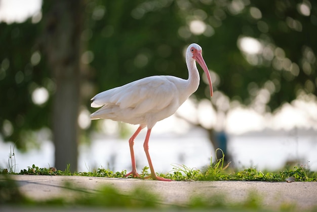 Pájaro salvaje ibis blanco también conocido como gran garceta o garza caminando sobre la hierba en el parque de la ciudad en verano