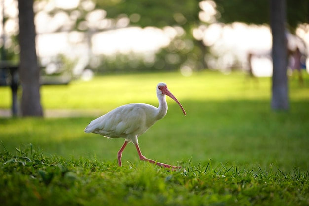 Pájaro salvaje ibis blanco también conocido como gran garceta o garza caminando sobre la hierba en el parque de la ciudad en verano