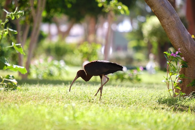 Pájaro salvaje ibis brillante, también conocido como Plegadis falcinellus caminando sobre césped verde en verano.