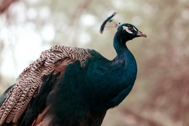 Foto pájaro salvaje retrato de un pavo real brillante en un fondo borroso