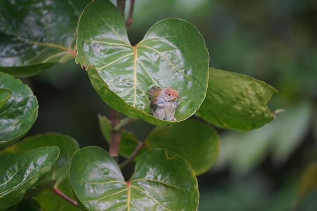 pájaro sastre con respaldo de oliva relajándose en hojas verdes