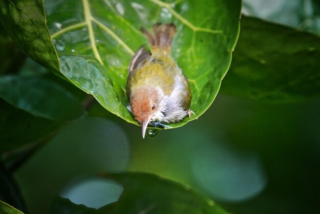 pájaro sastre con respaldo de oliva relajándose en hojas verdes