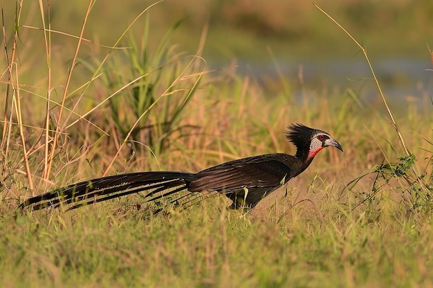 Un pájaro secretario acechando a través de la hierba