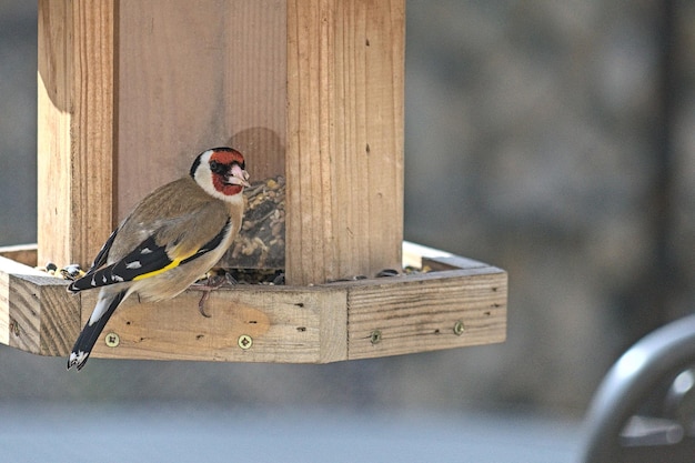 Foto un pájaro sentado en el alimentador de pájaros