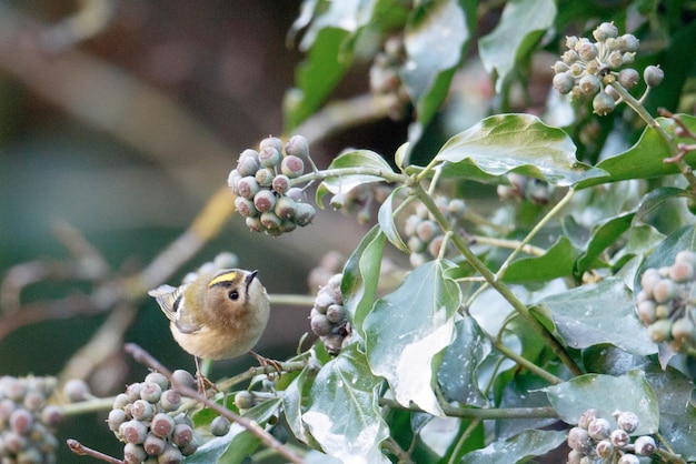 Un pájaro sentado en un árbol frutal