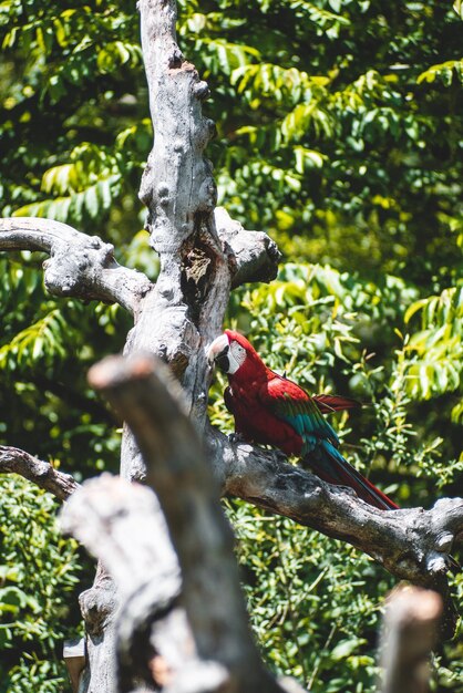 Foto un pájaro sentado en un árbol