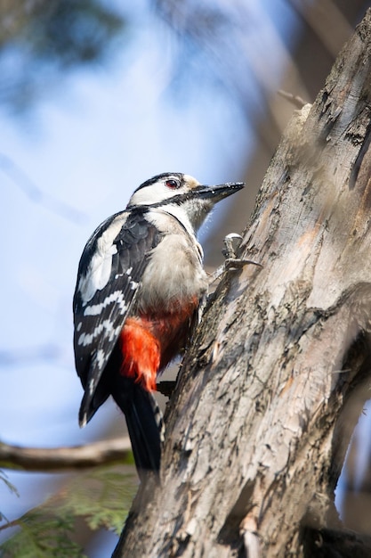 Foto un pájaro sentado en un árbol