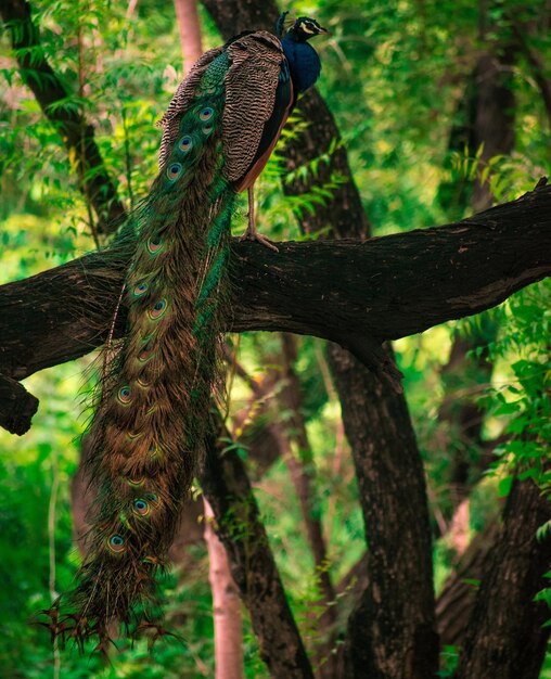 Foto un pájaro sentado en un árbol