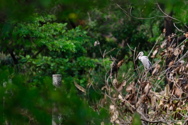 Foto un pájaro sentado en un árbol