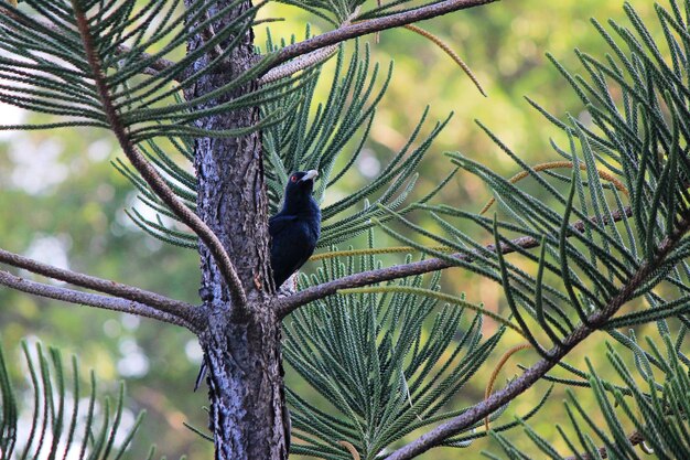 Foto un pájaro sentado en un árbol