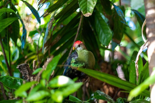 Foto un pájaro sentado en un árbol