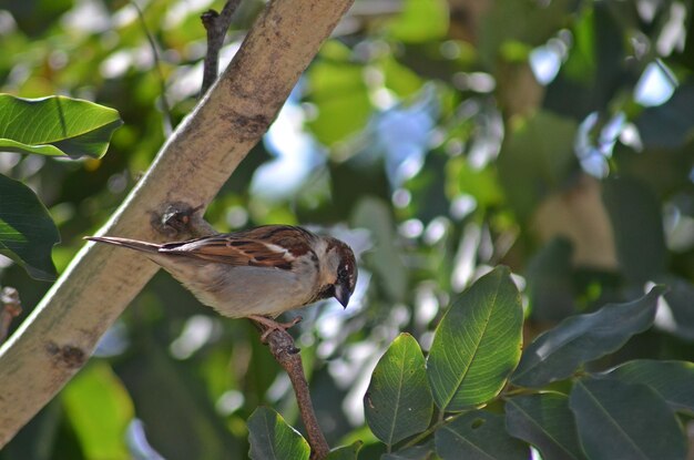 Foto un pájaro sentado en un árbol