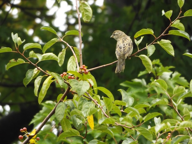 Un pájaro sentado en un árbol