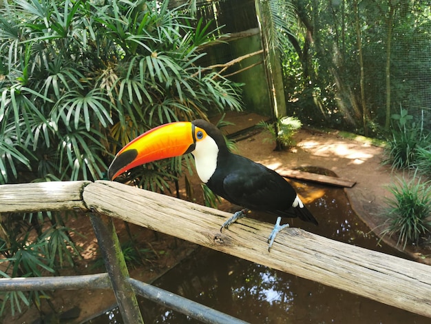 Foto un pájaro sentado en un árbol