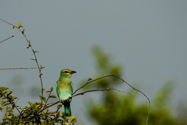 Un pájaro sentado en un árbol