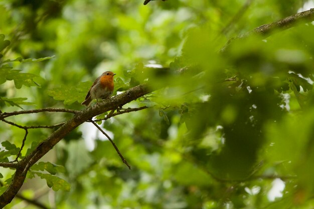 Foto un pájaro sentado en un árbol