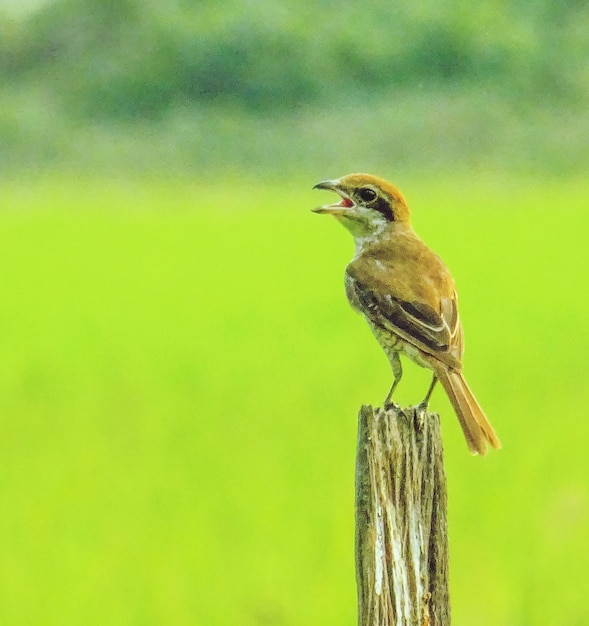 Foto un pájaro sentado en un árbol