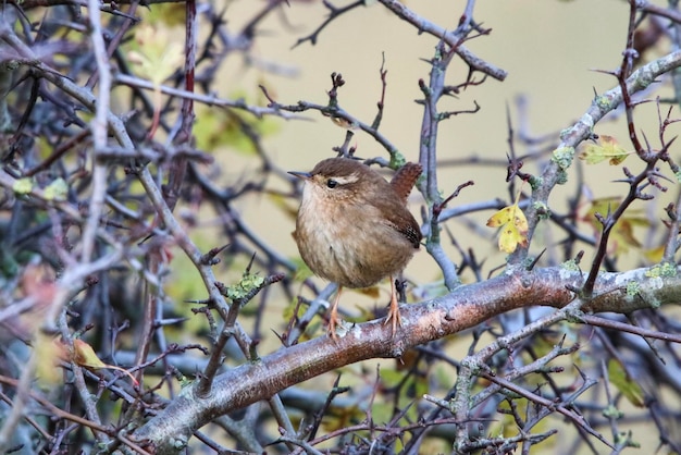 Foto un pájaro sentado en un árbol